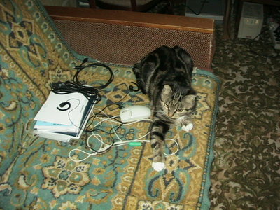 Кошка с мышкой :)