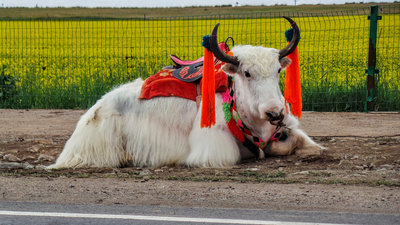 牦牛, он же Yak-yak