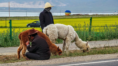 Llamas